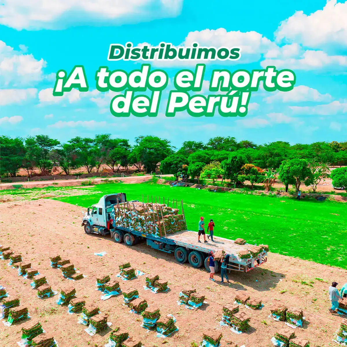 GrassCix 2