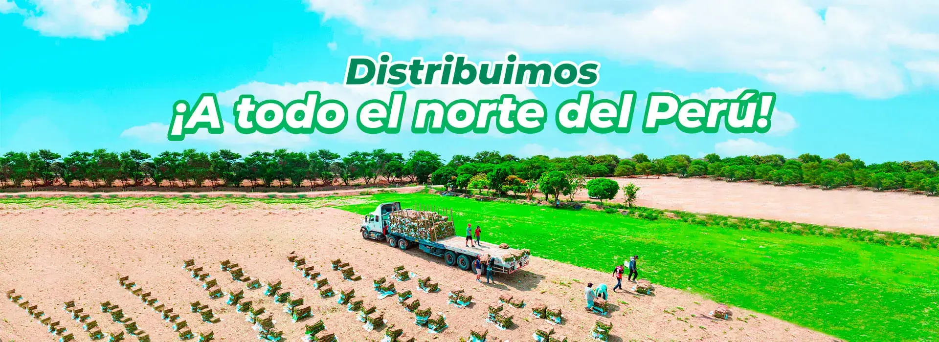 GrassCix 2