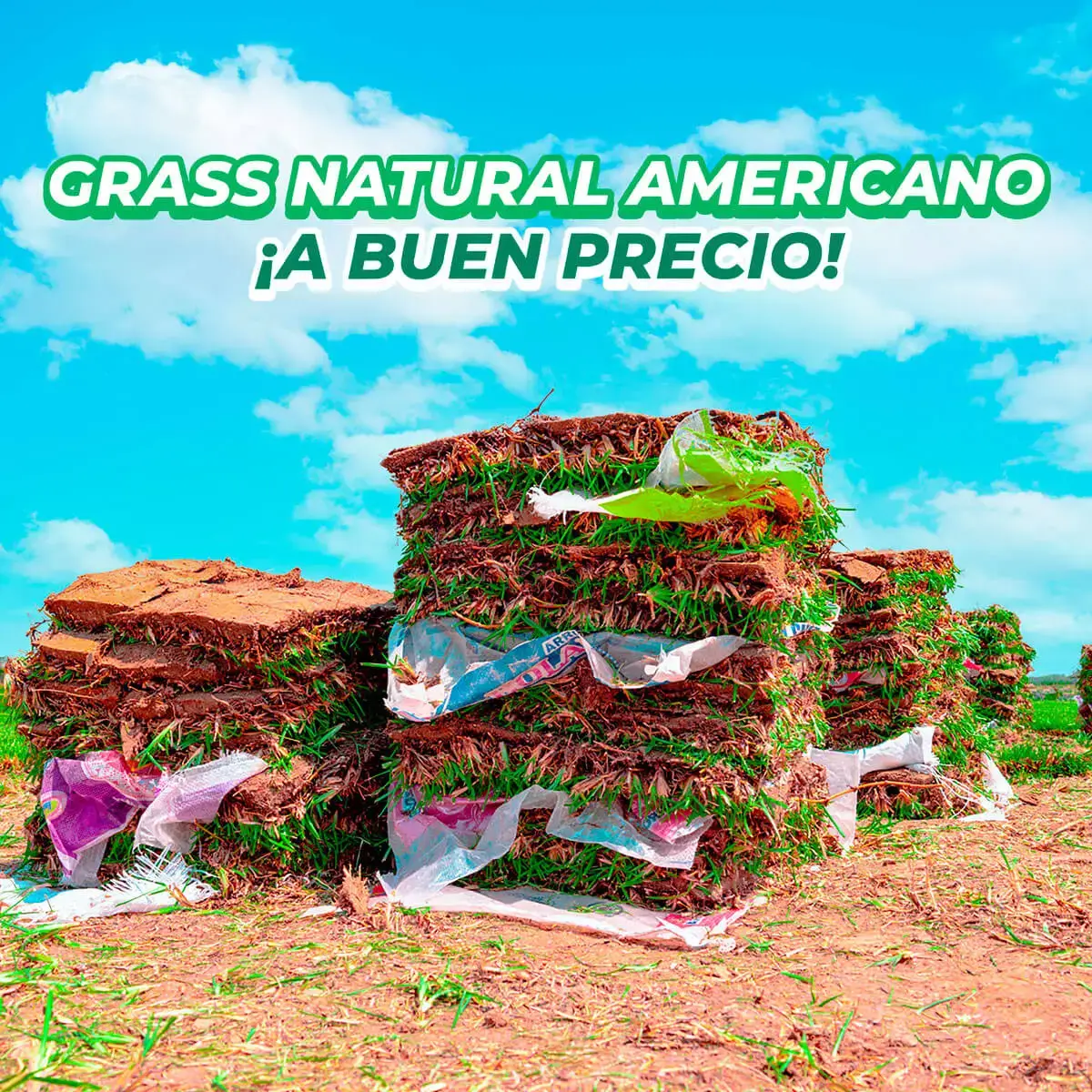 GrassCix 3