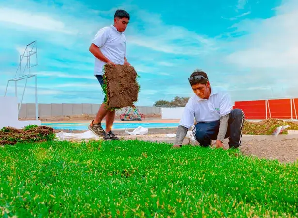 Venta de Grass Americano 5