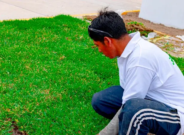 Venta de Grass Americano 8