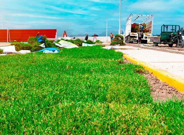 Venta de Grass Americano 9